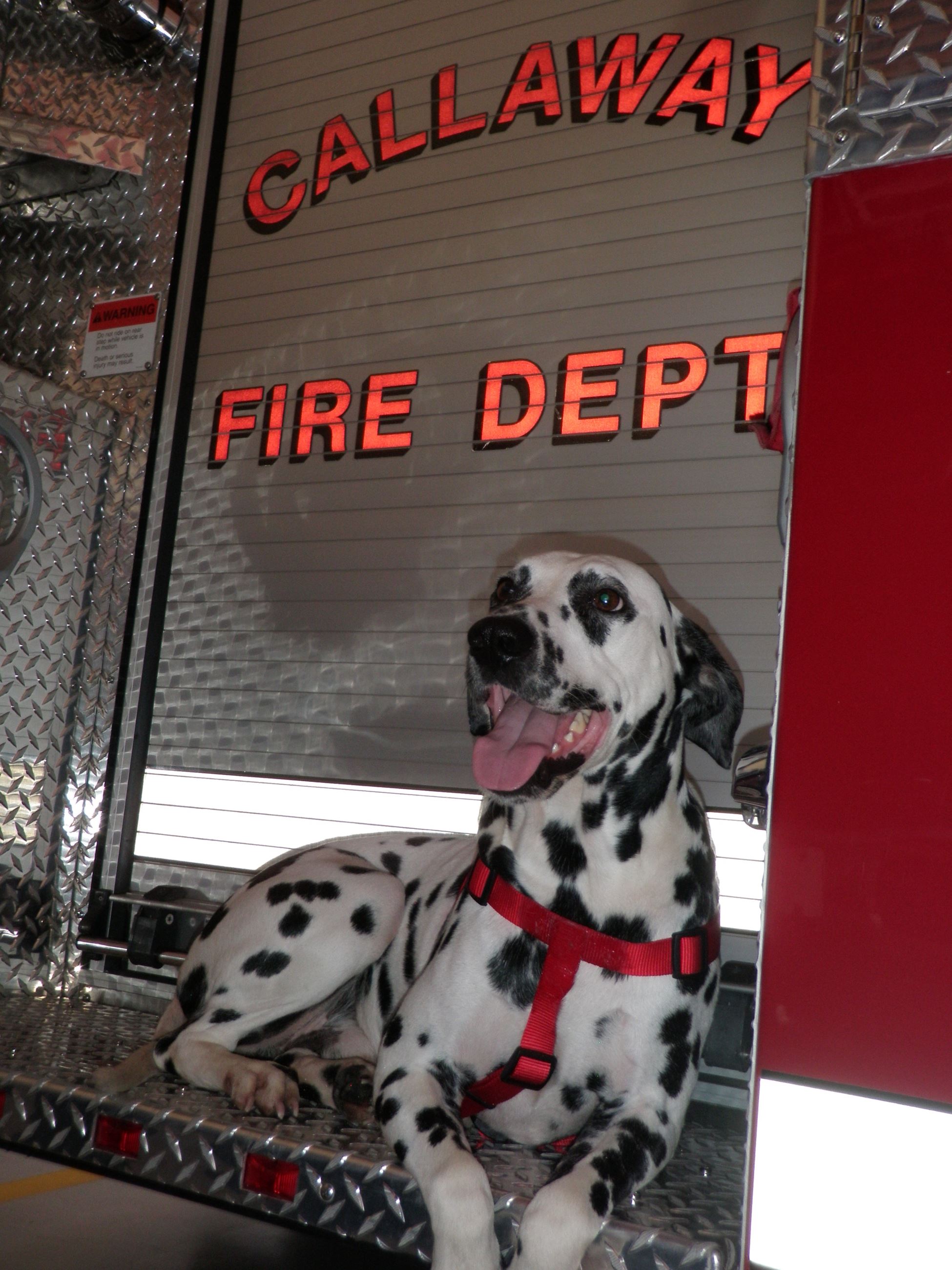 Fire House Dog